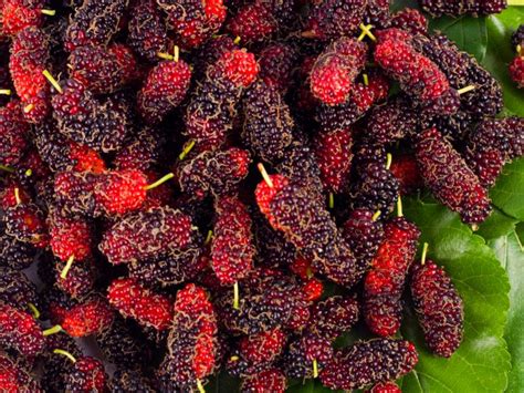 mulberry price per kg.